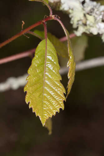Quercus prinoides #1